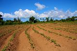 TANZANIA - Pemba Island - 077